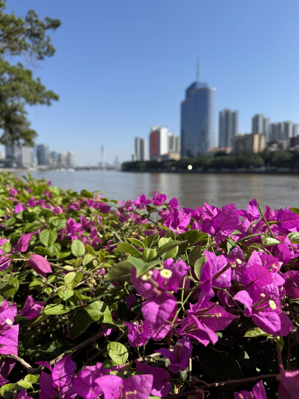Bougainvillea along the river in Guangzhou